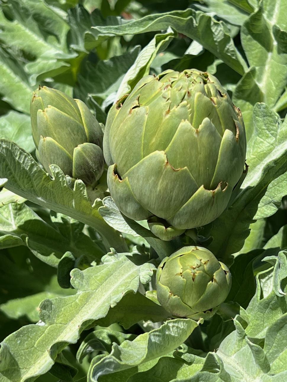 Free Image of Artichoke plants growing in a garden 