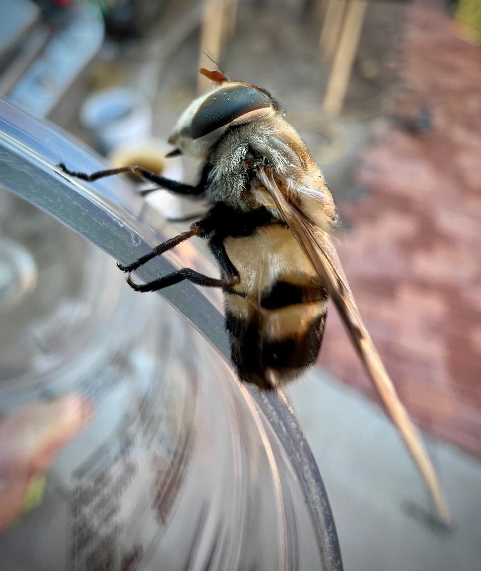Free Image of Hover fly that looks like a bee macro 