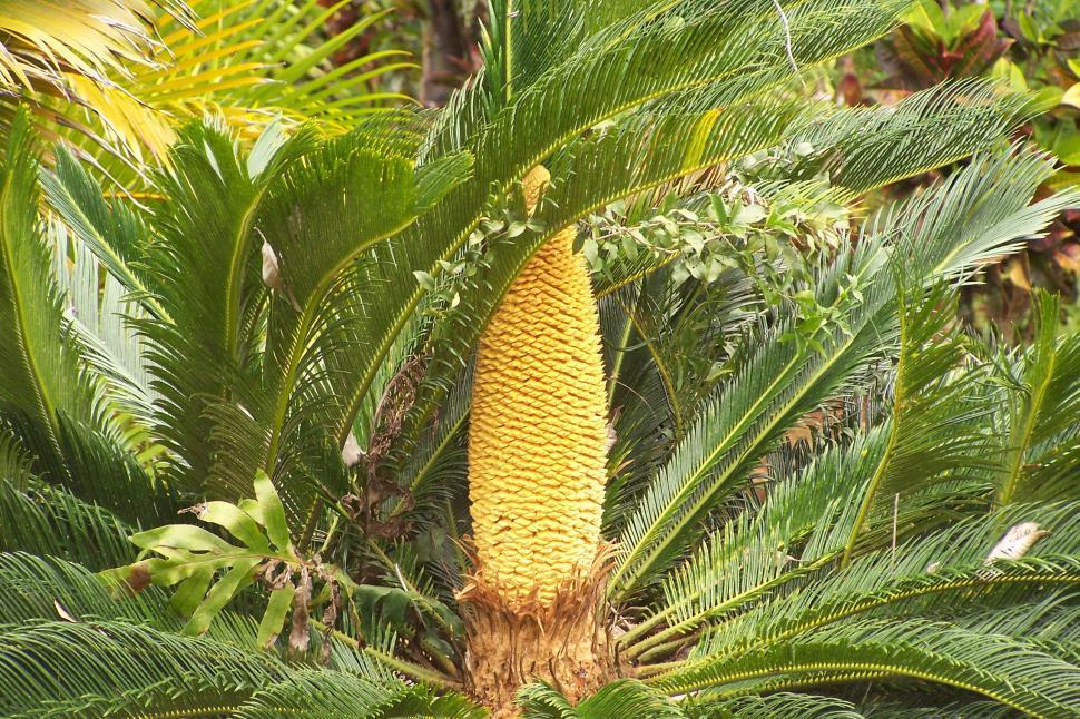 Free Image of Palm Bush 