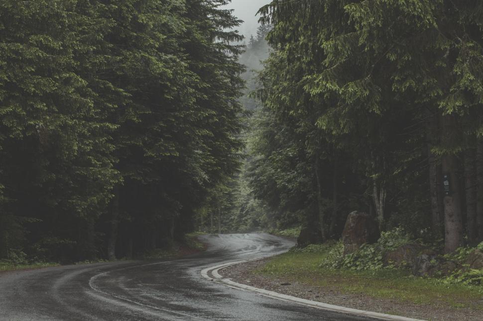 Free Image of Forest road curving into the misty woods 