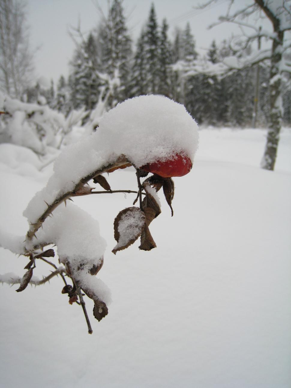 Free Image of Bicycle Covered in Snow in Wooded Area 