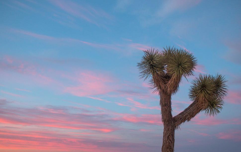 Free Image of Joshua Tree under a Cotton Candy Sky 