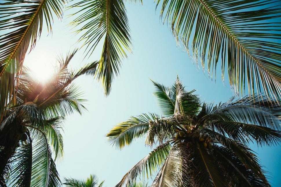 Free Image of Sunlight peeking through palm leaves 