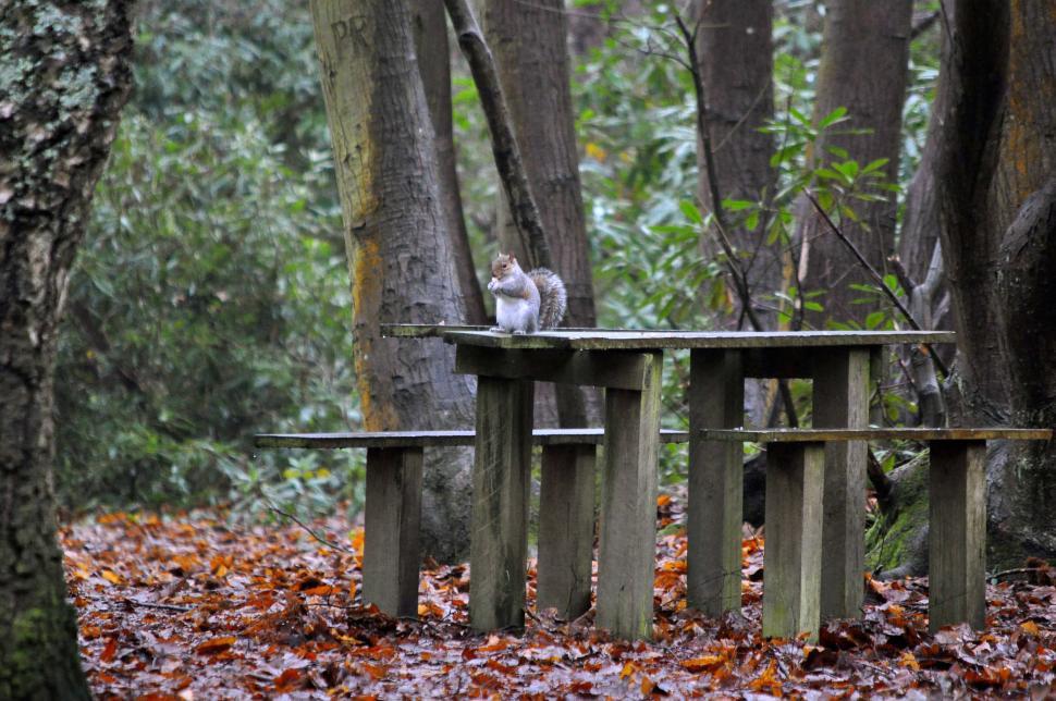 Free Image of Squirrels winter woods picnic 2 