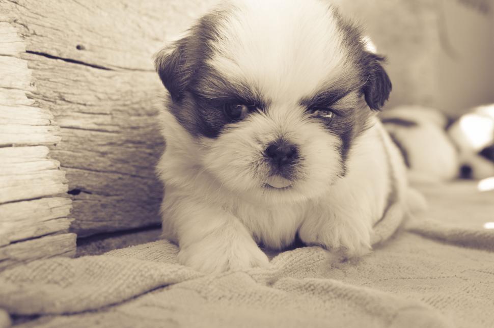 Free Image of Adorable Puppy Lying on Wooden Planks 