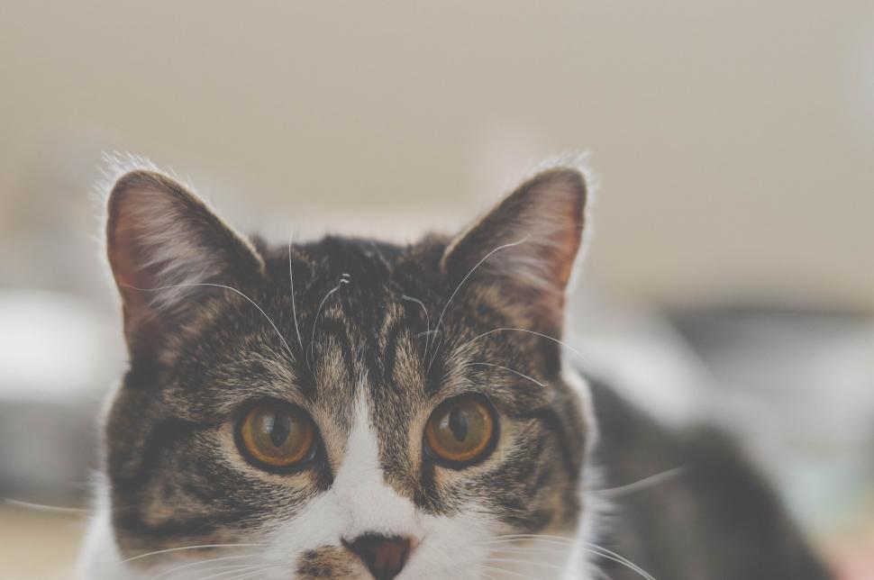 Free Image of Cat s face close up with striking eyes 