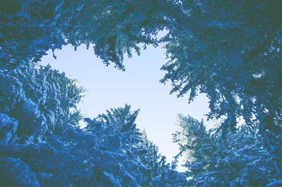 Free Image of Snow-covered trees forming a natural frame 