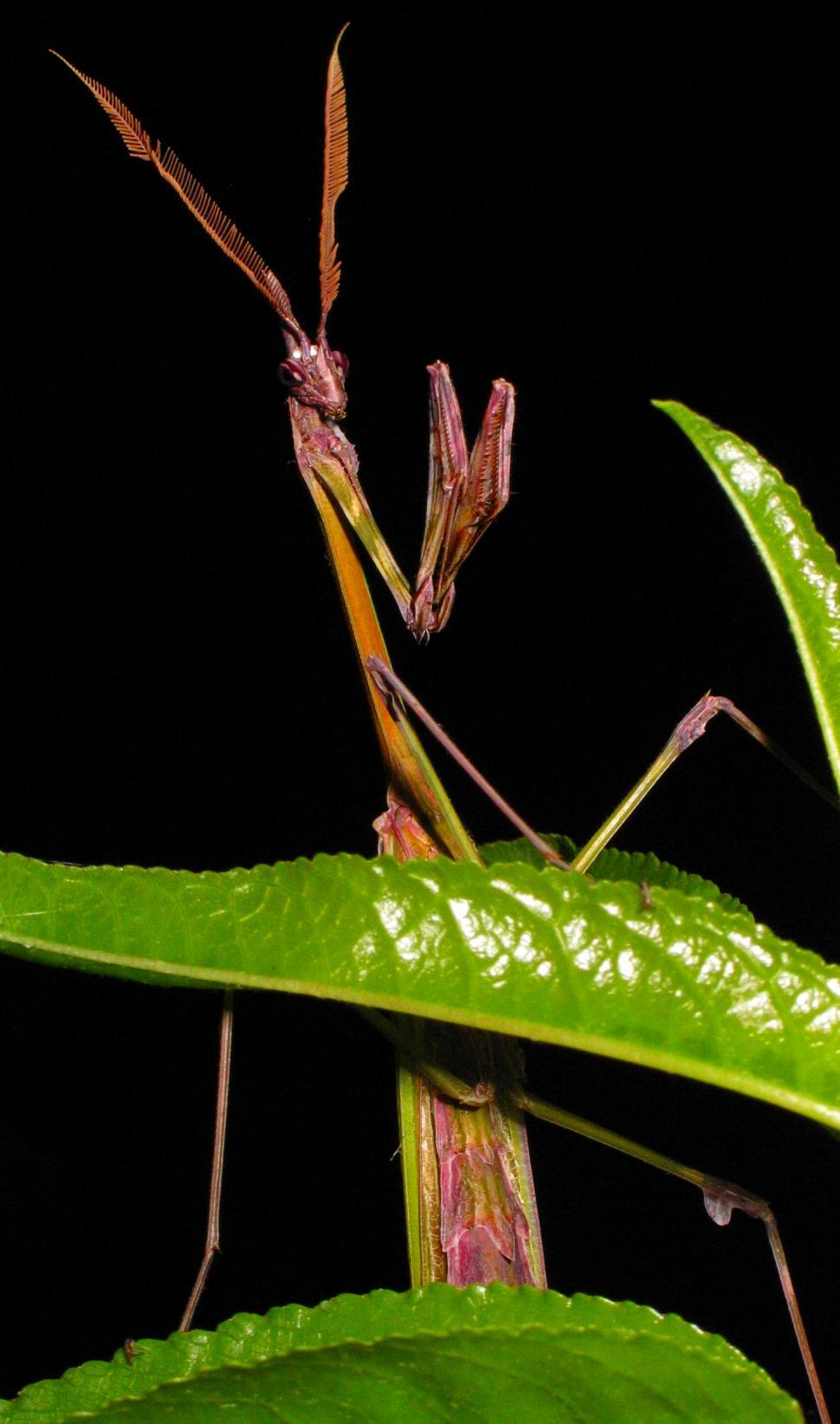 Free Image of Mantis 