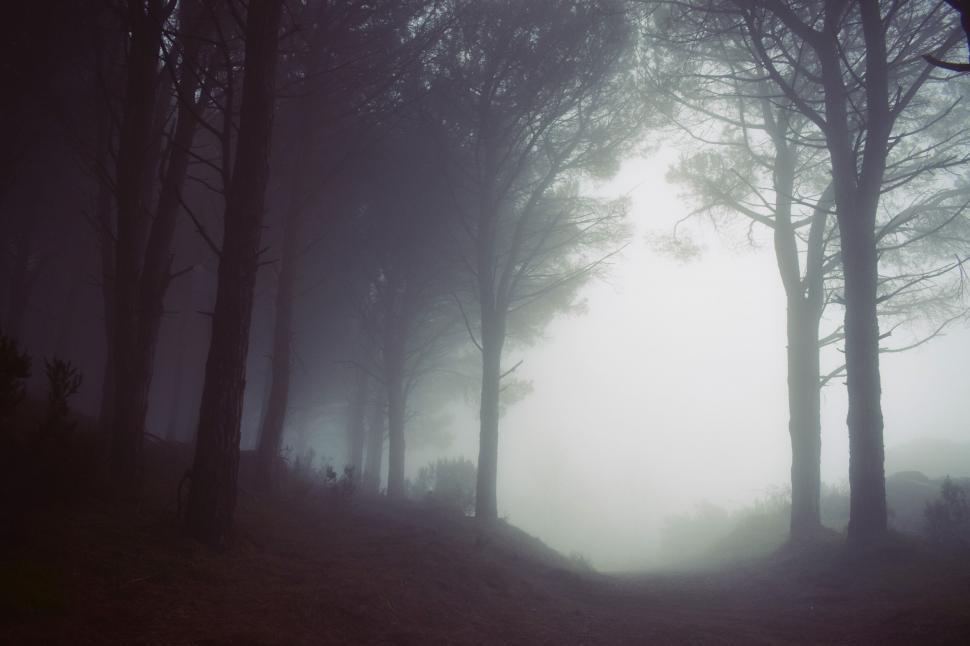 Free Image of Foggy forest pathway in muted tones 