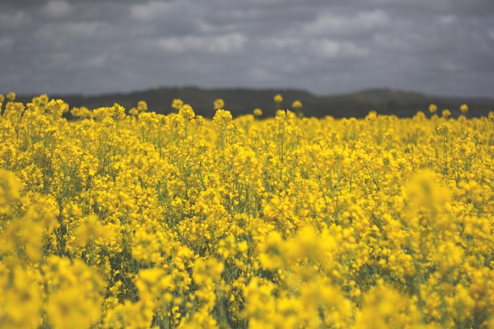 Free Image of Vibrant yellow rapeseed field 