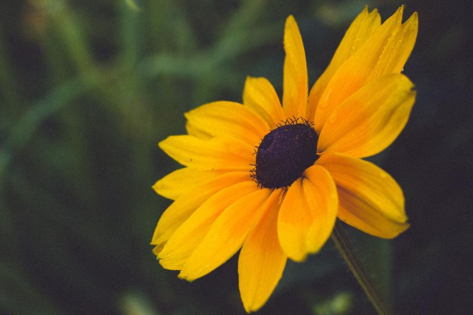 Free Image of Close-up of a vibrant yellow flower 