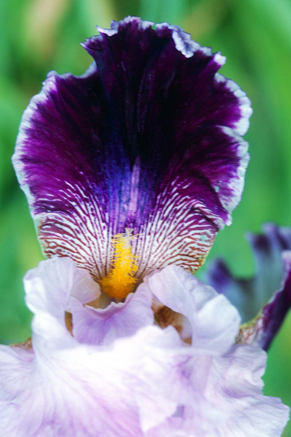 Free Image of Close Up of a Purple and White Flower 