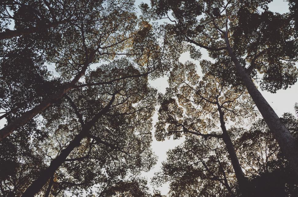 Free Image of Silhouette of tall forest trees against sky 