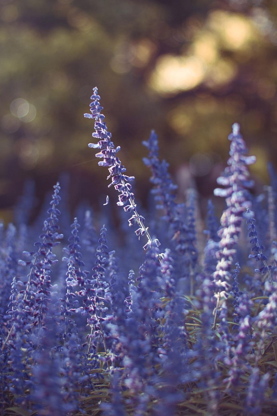 Free Image of Vibrant purple wildflowers in soft light 