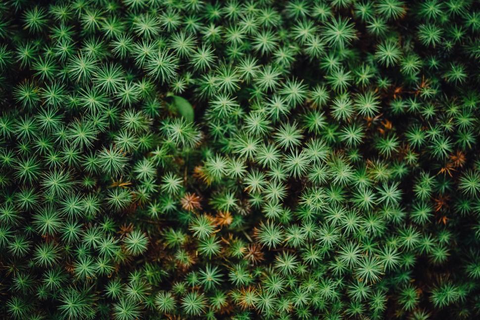 Free Image of Dense green mossy forest floor texture 