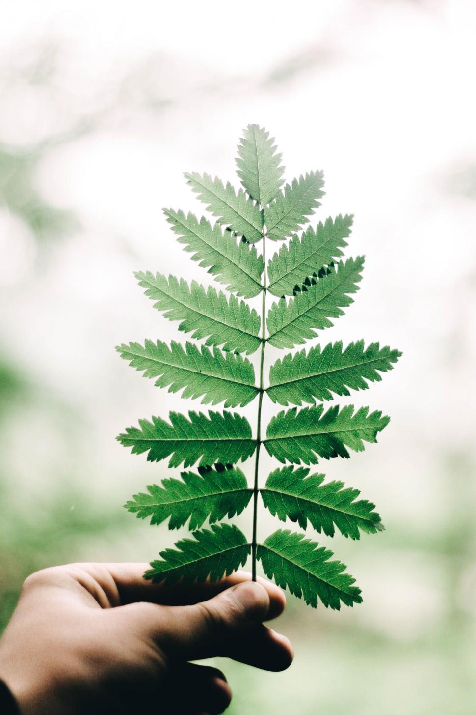 Free Image of Focused shot of a fern leaf against blur 