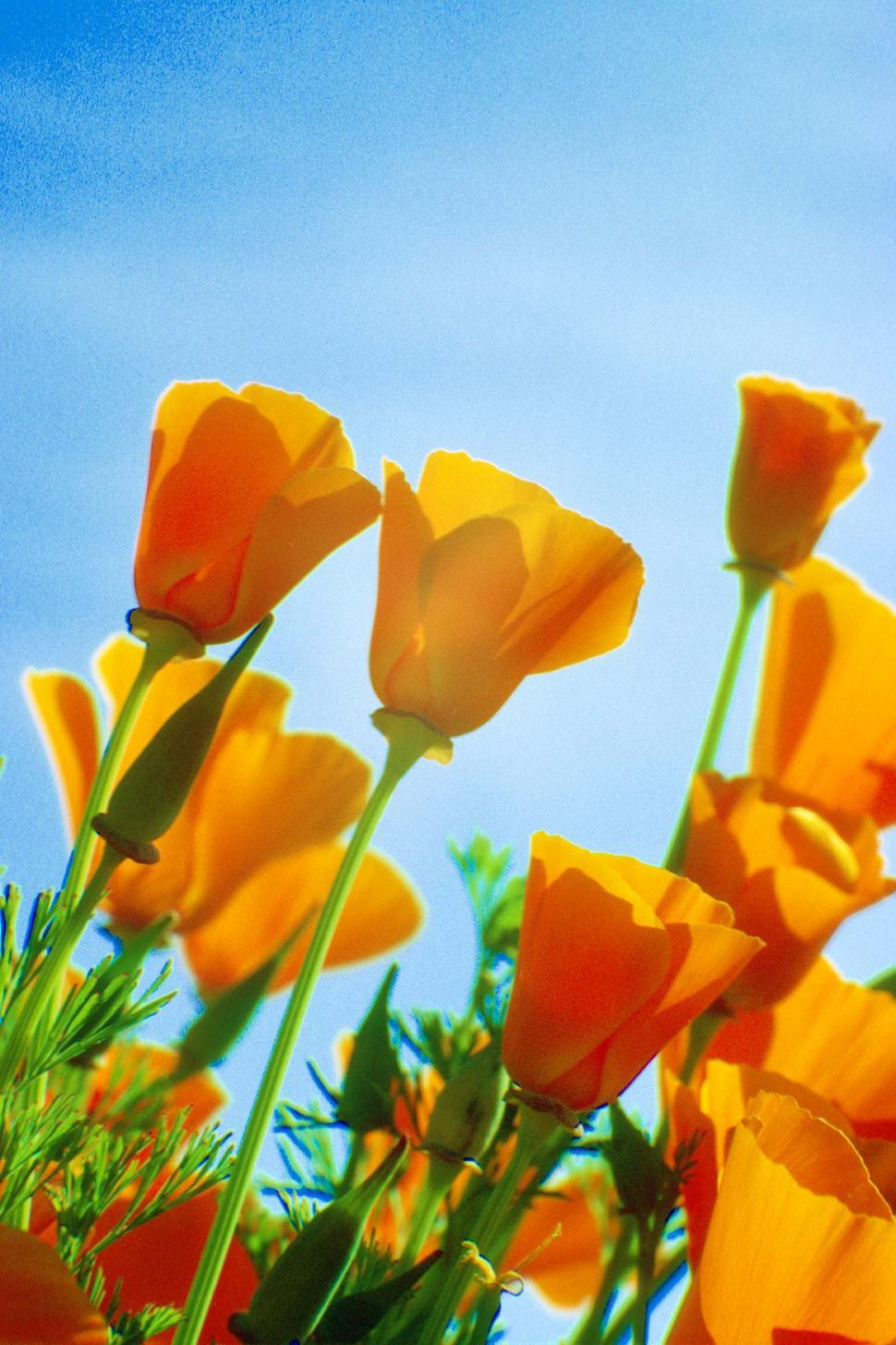 Free Image of California Poppies 