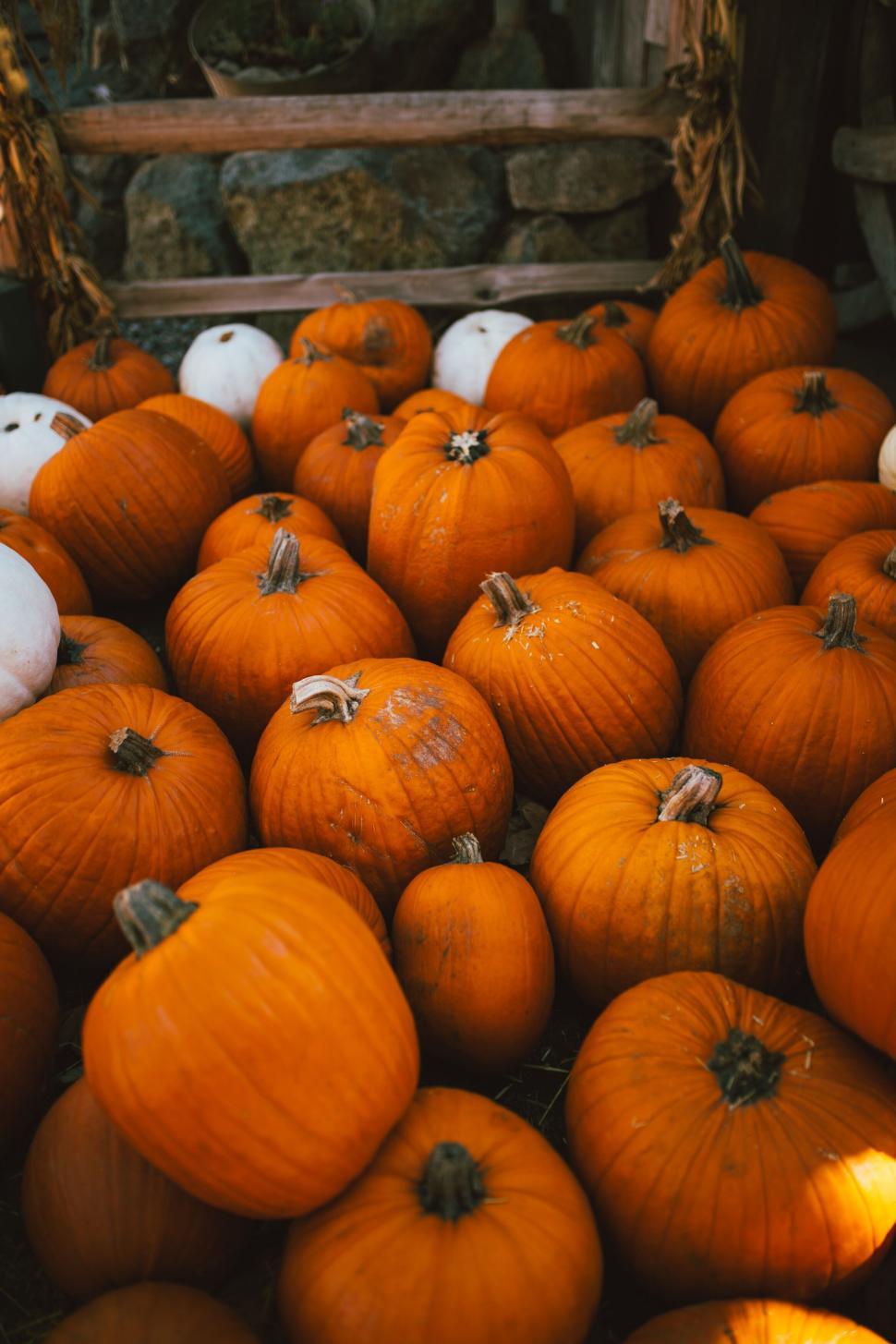 Free Image of Vibrant orange pumpkins on display for sale 