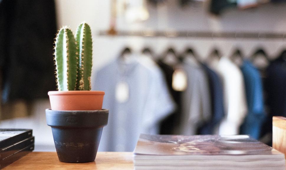 Free Image of Cactus plant on a wood table with blurry background 