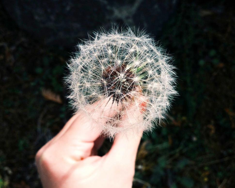 Free Image of Person holding a perfect dandelion puff 