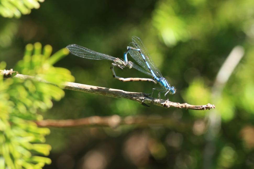 Free Image of Damson Fly 