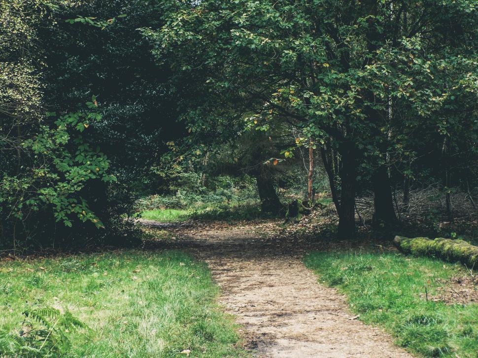 Free Image of Tranquil forest pathway with lush greenery 