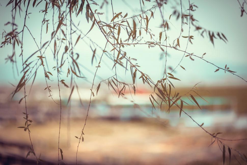 Free Image of Willow branches in soft focus by water 
