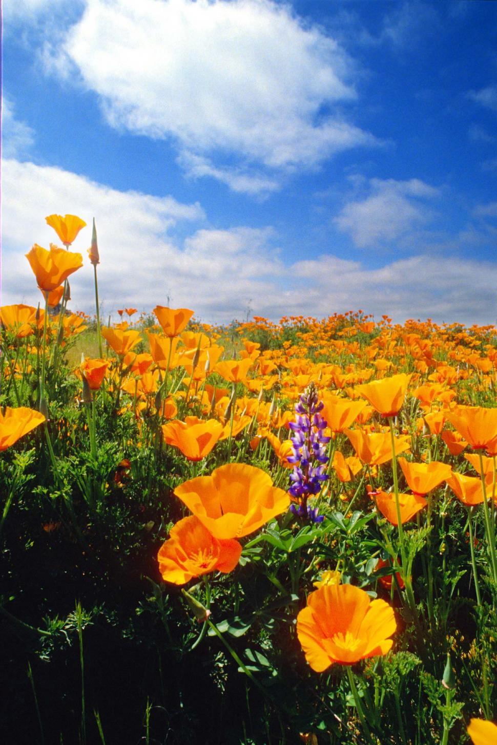 Free Image of Field of California poppies 