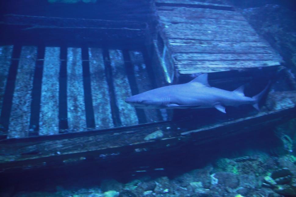 Free Image of Shark 