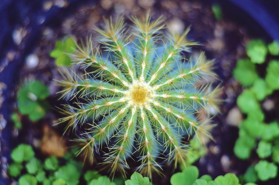 Free Image of Radiant cactus thorns with a bokeh effect 