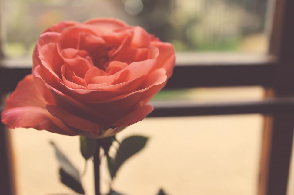Free Image of Close-up of a single blooming rose 