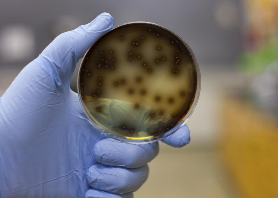 Free Image of Bacteria 