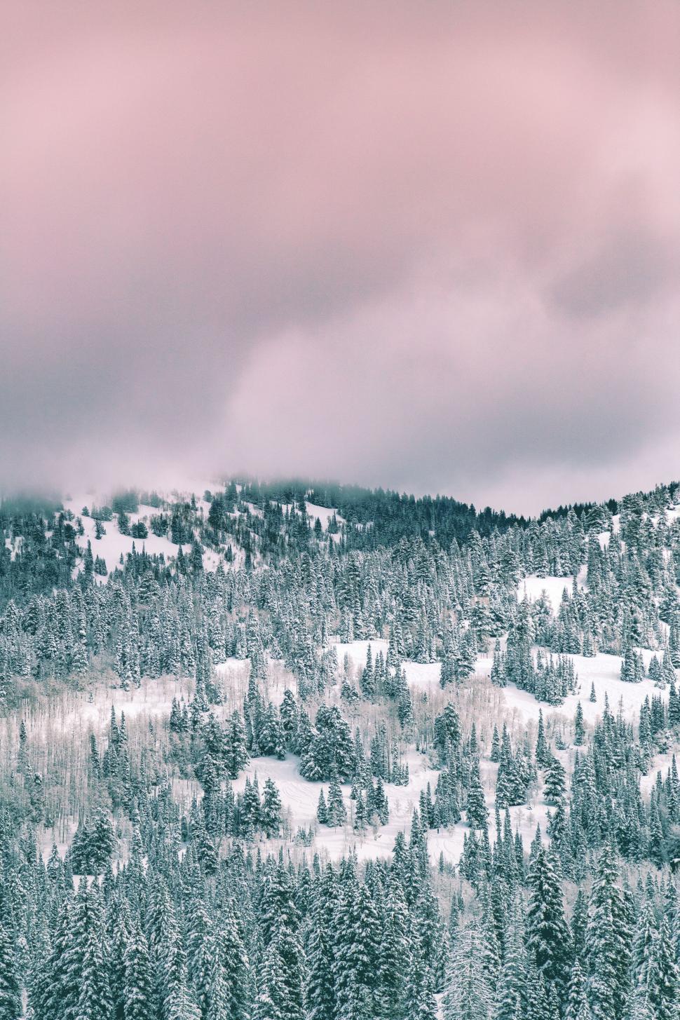 Free Image of Snow-covered trees on mountainous landscape 
