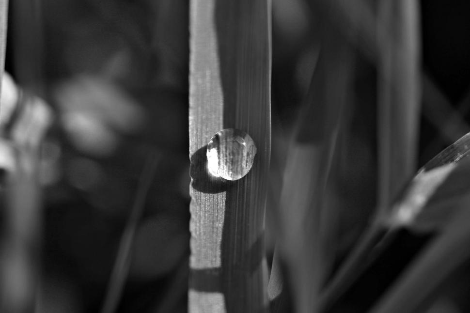 Free Image of Water drop 