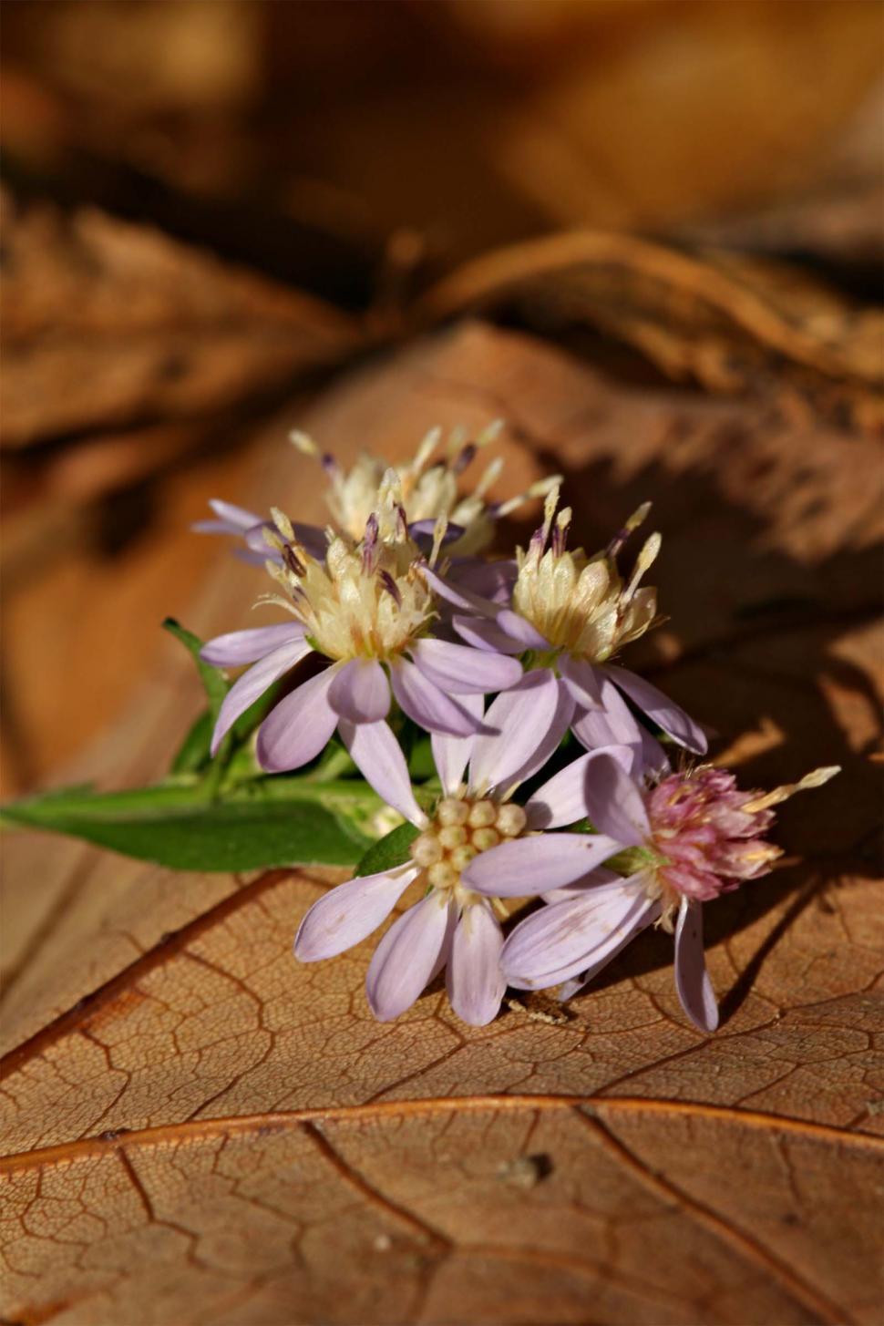 Free Image of Fall flowers 