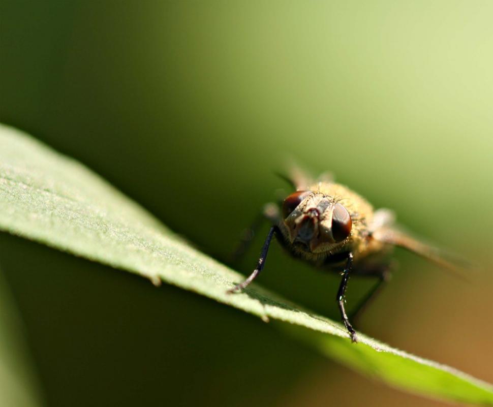 Free Image of House fly 