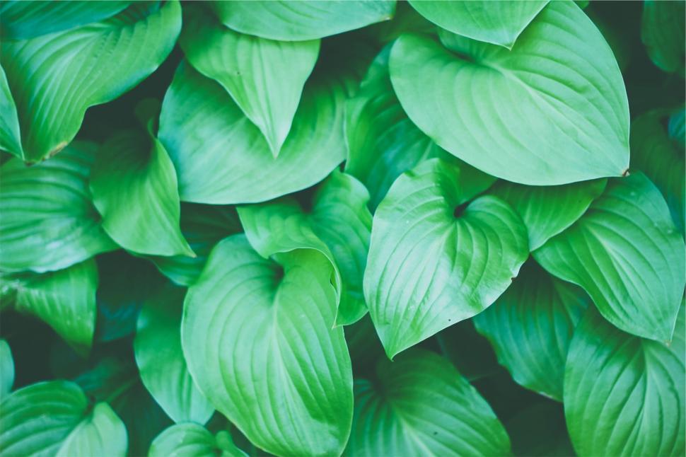 Free Image of Lush green hosta plant leaves close-up 