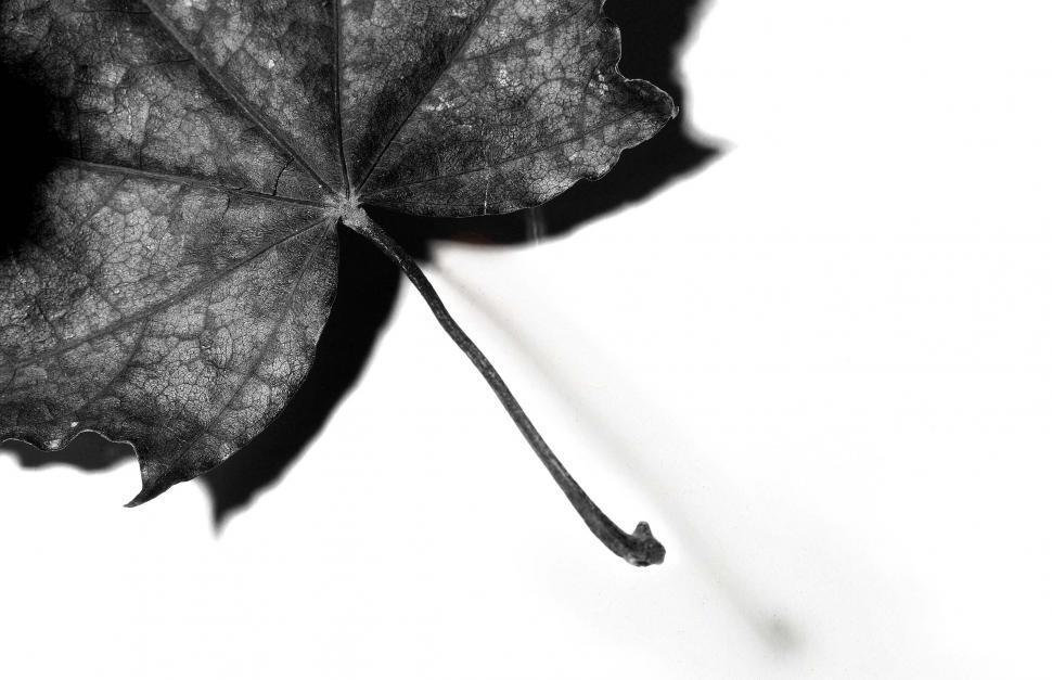 Free Image of Leaf 