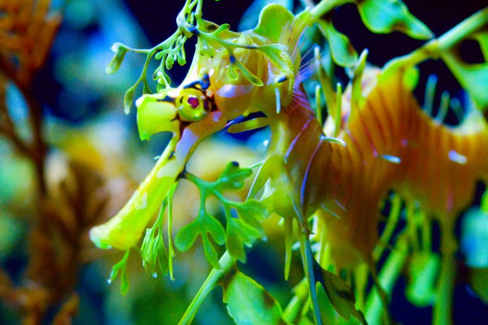 Free Image of Sea dragon 