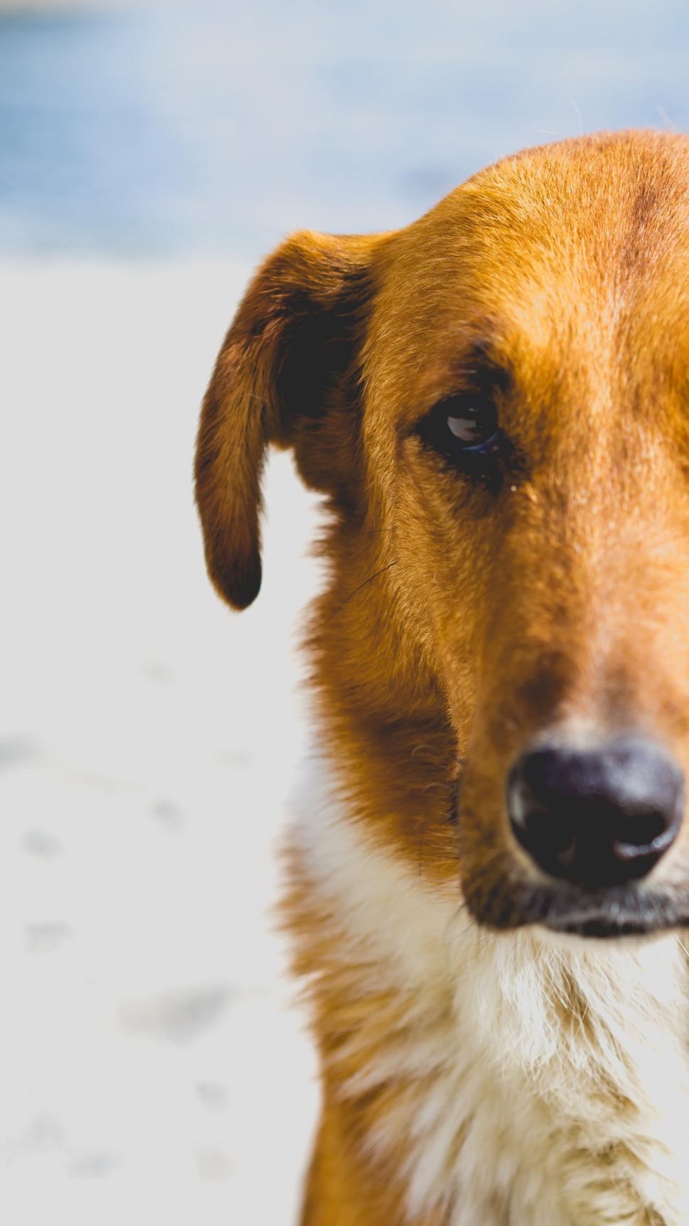 Free Image of Portrait of a contemplative brown dog 