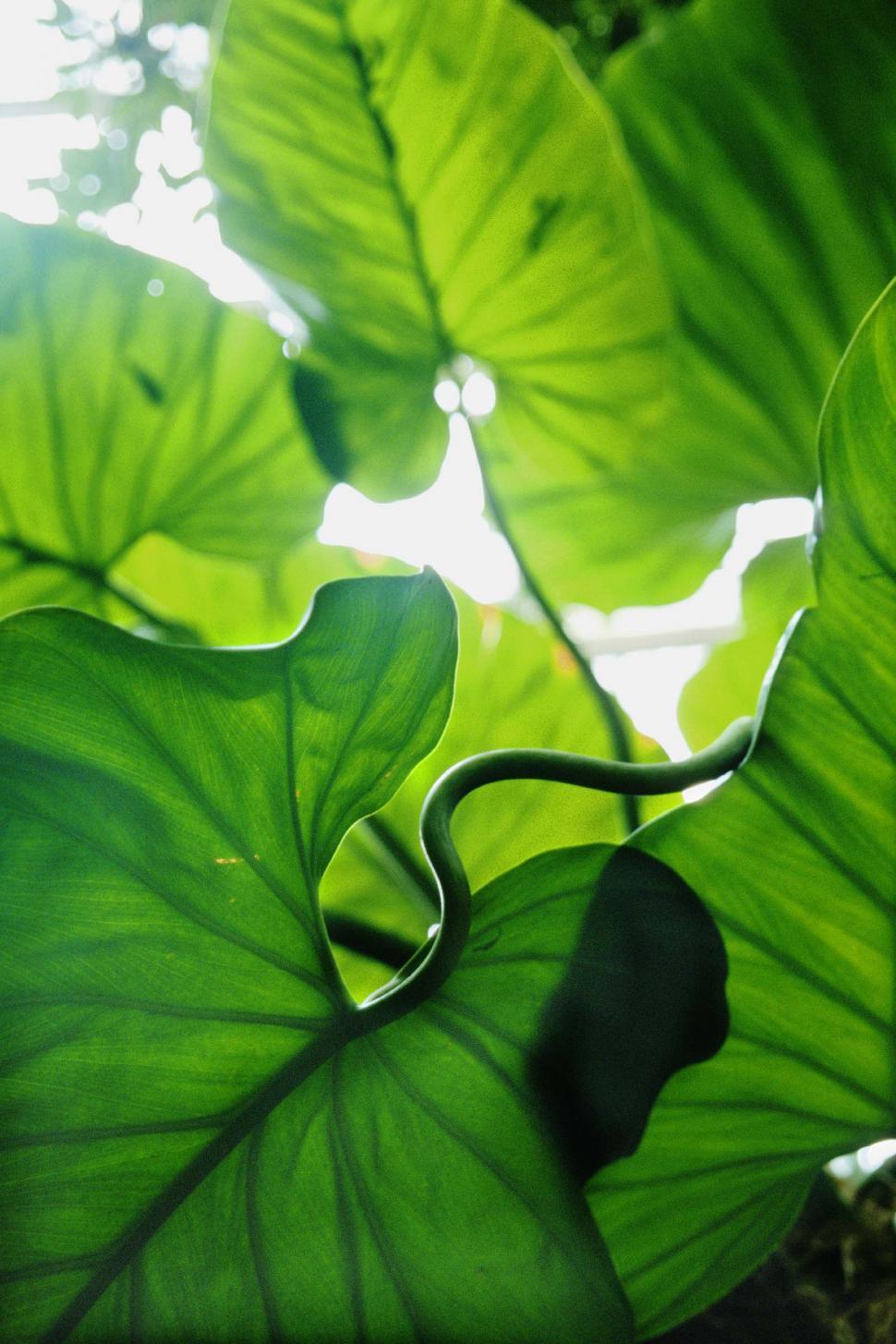 Free Image of Large green taro leaves 