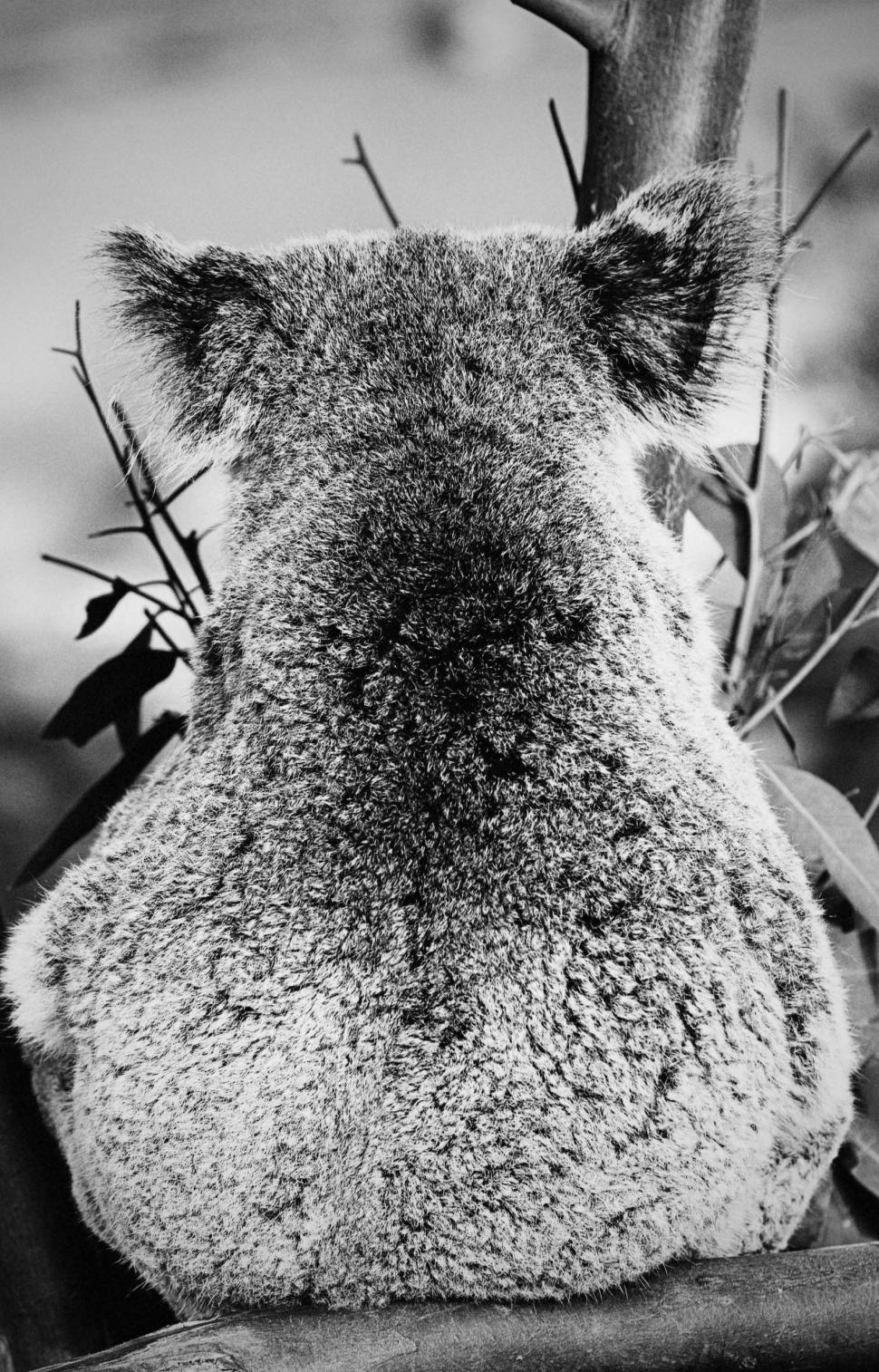 Free Image of Koala 