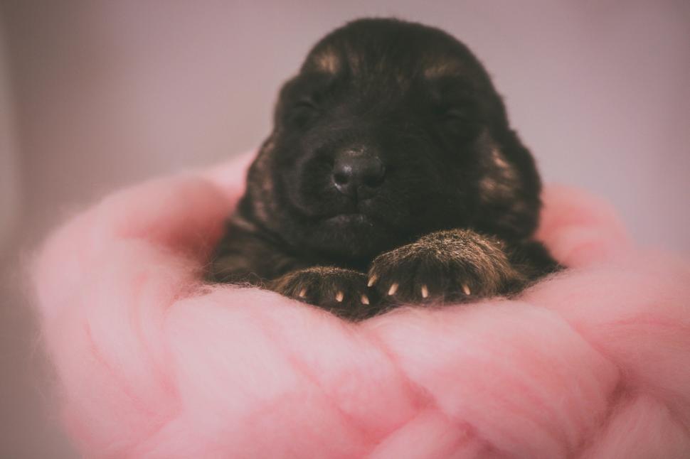Free Image of Newborn puppy sleeping on pink yarn 