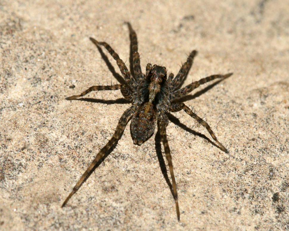 Free Image of Spider 