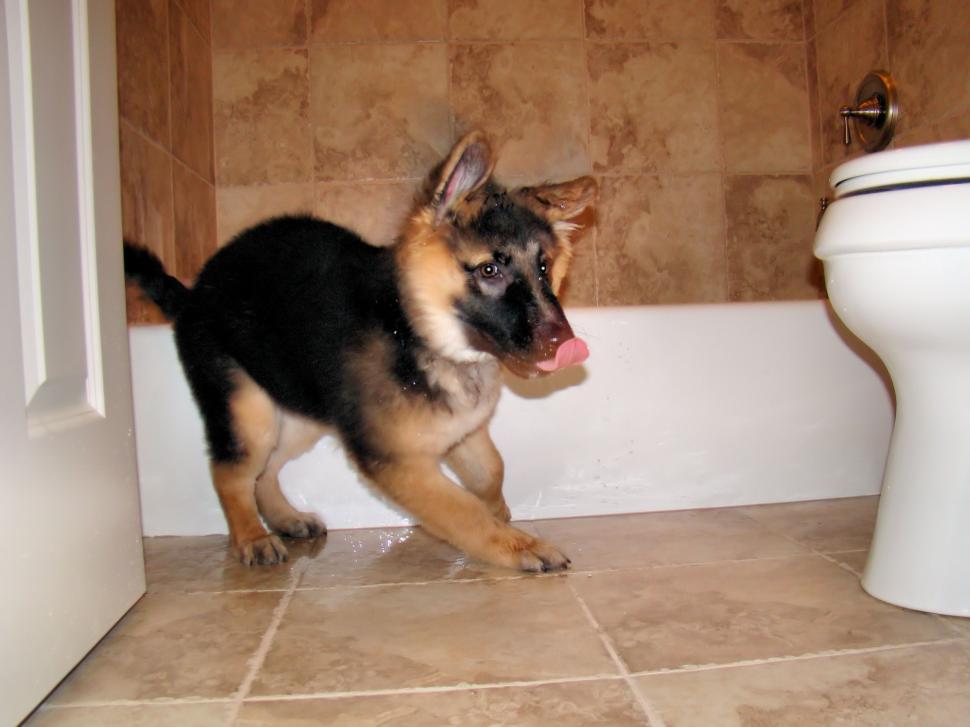 Free Image of Introducing Maximilian 