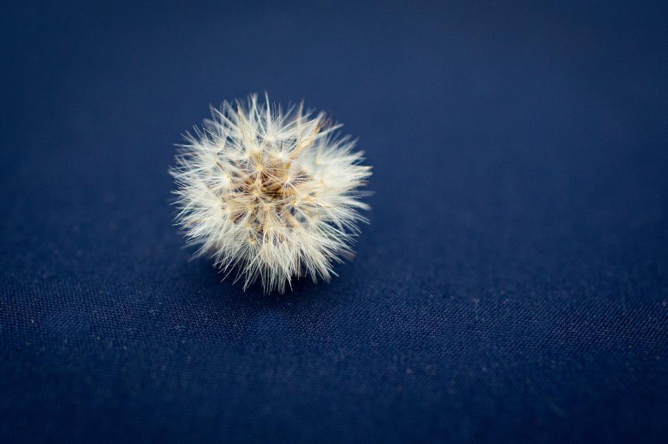 Free Image of Single dandelion on blue background 