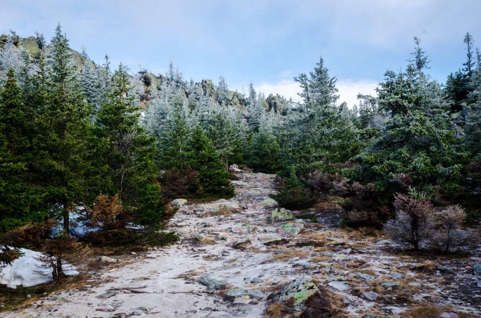 Free Image of Winter landscape with snow-covered trees 