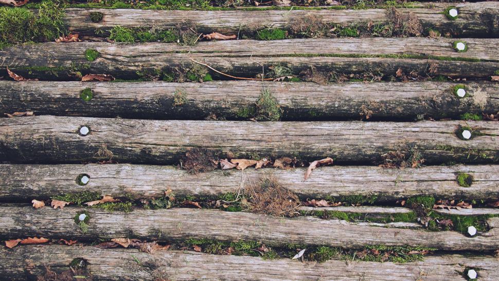 Free Image of Mossy wooden logs in a forest setting 