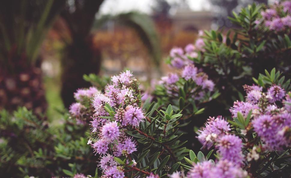 Free Image of Purple flowers with a garden background 