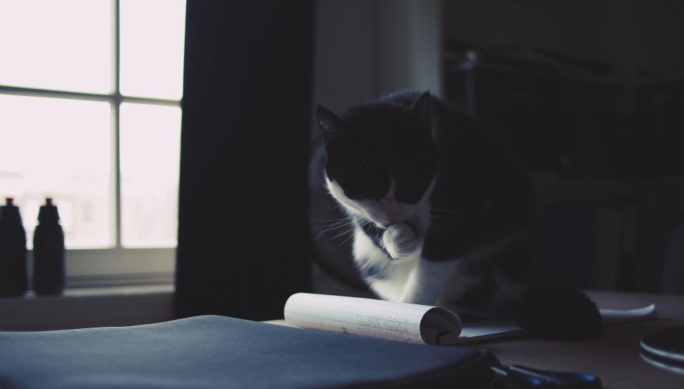 Free Image of Silhouette of a cat jumping off a table 